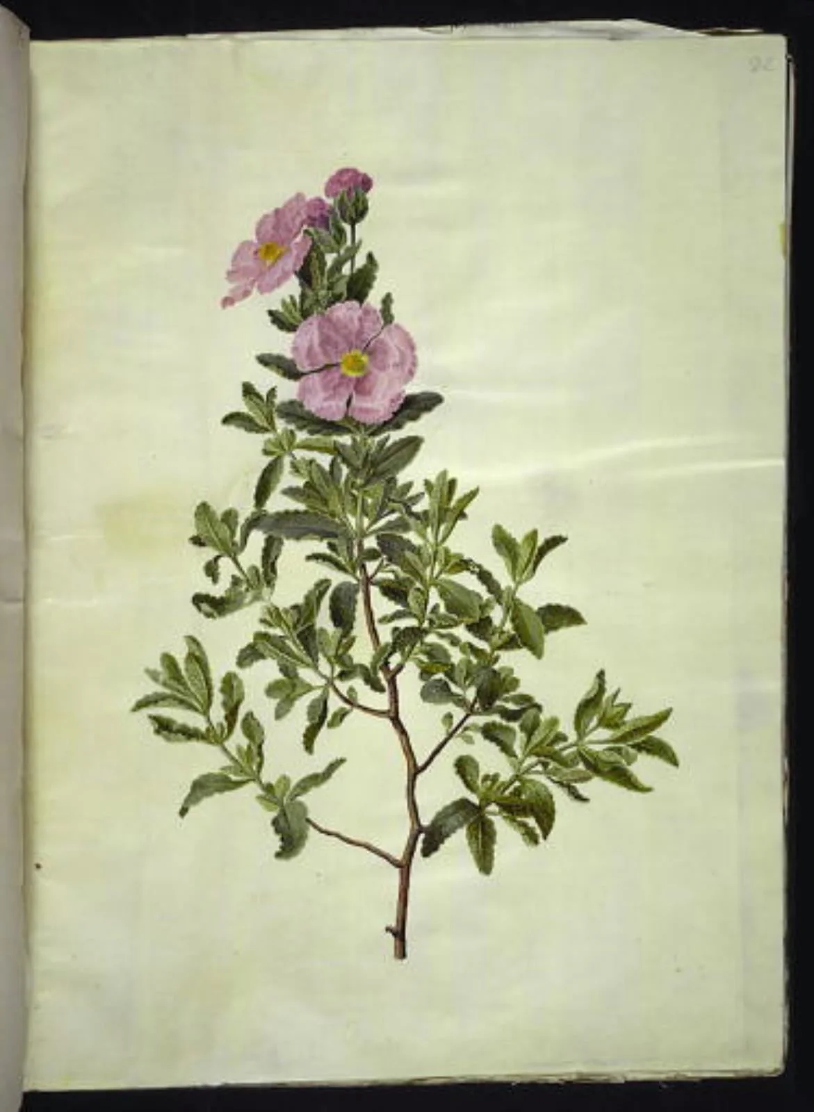 Cistus creticus (kreta-soløjetræ), by Unknown, unspecified, 1654
