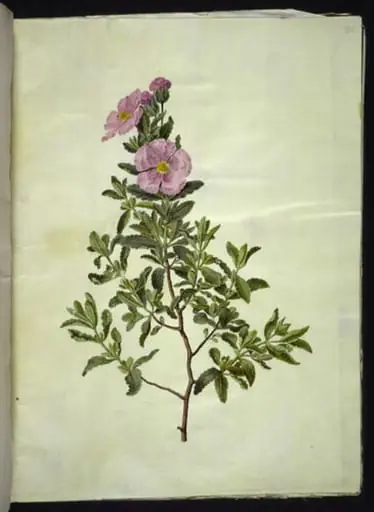 Cistus creticus (kreta-soløjetræ)