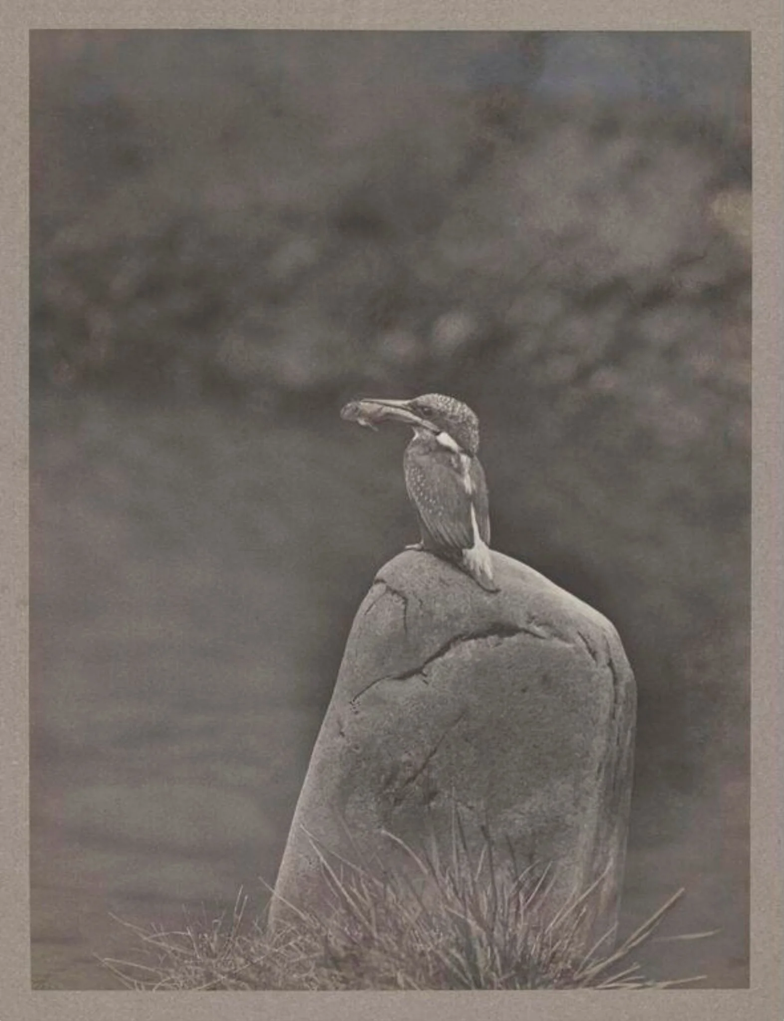 Kingfisher, by Zoological Photographic Club, photographic