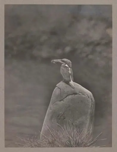 Kingfisher