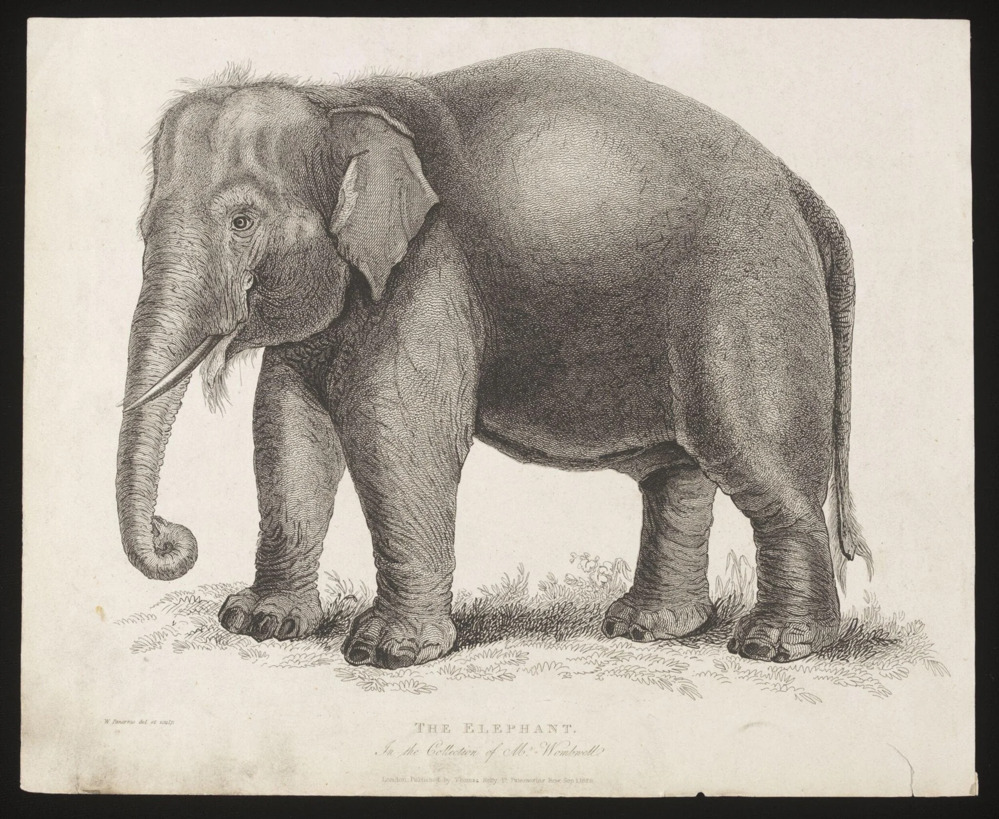The Elephant.