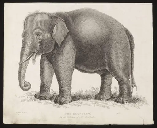 The Elephant.