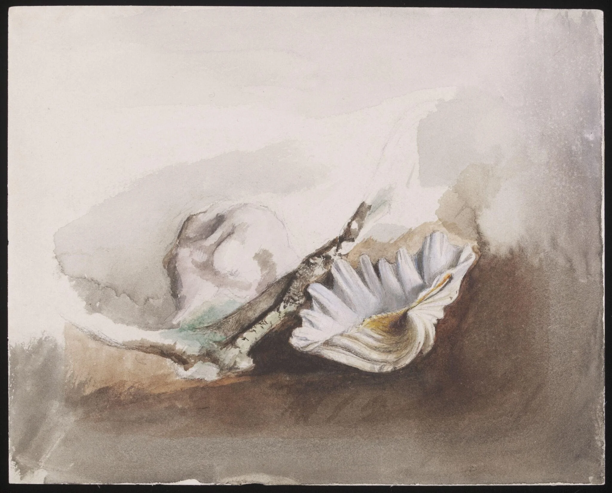 Study of sea shells, by Joseph Clark, watercolor, 1857