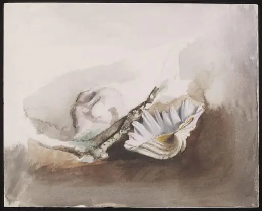 Study of sea shells