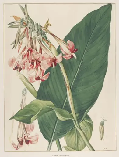 Canna Iridiflora