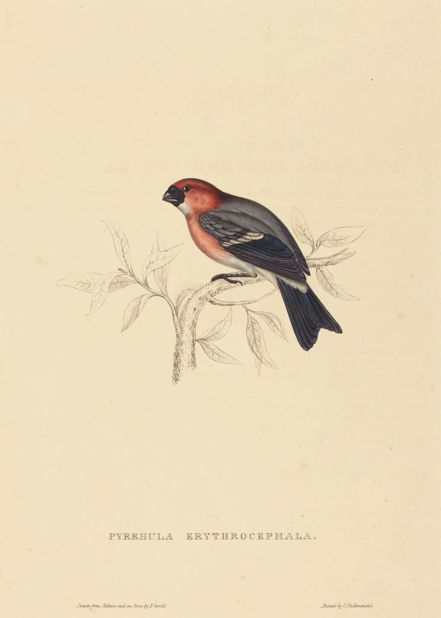 Pyrrhula Erythrocephala (Redheaded Bullfinch), by Elizabeth Gould, ink, 1822