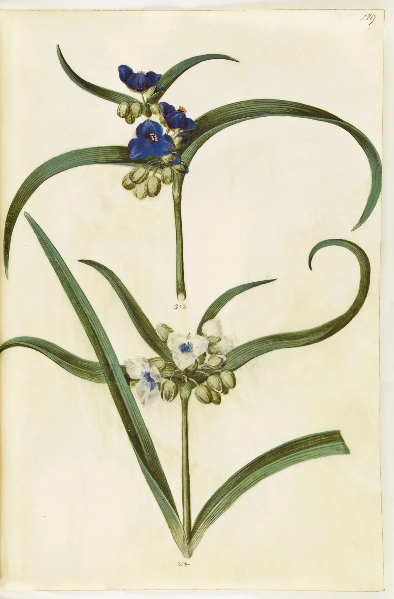 Tradescantia virginiana eller Tradescantia ohiensis (?) (blomsterjøde), by Unknown, unspecified, 1650