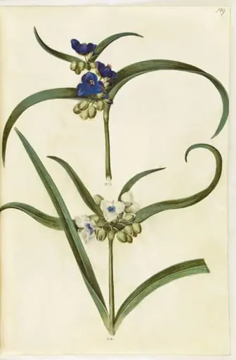 Tradescantia virginiana eller Tradescantia ohiensis (?) (blomsterjøde)