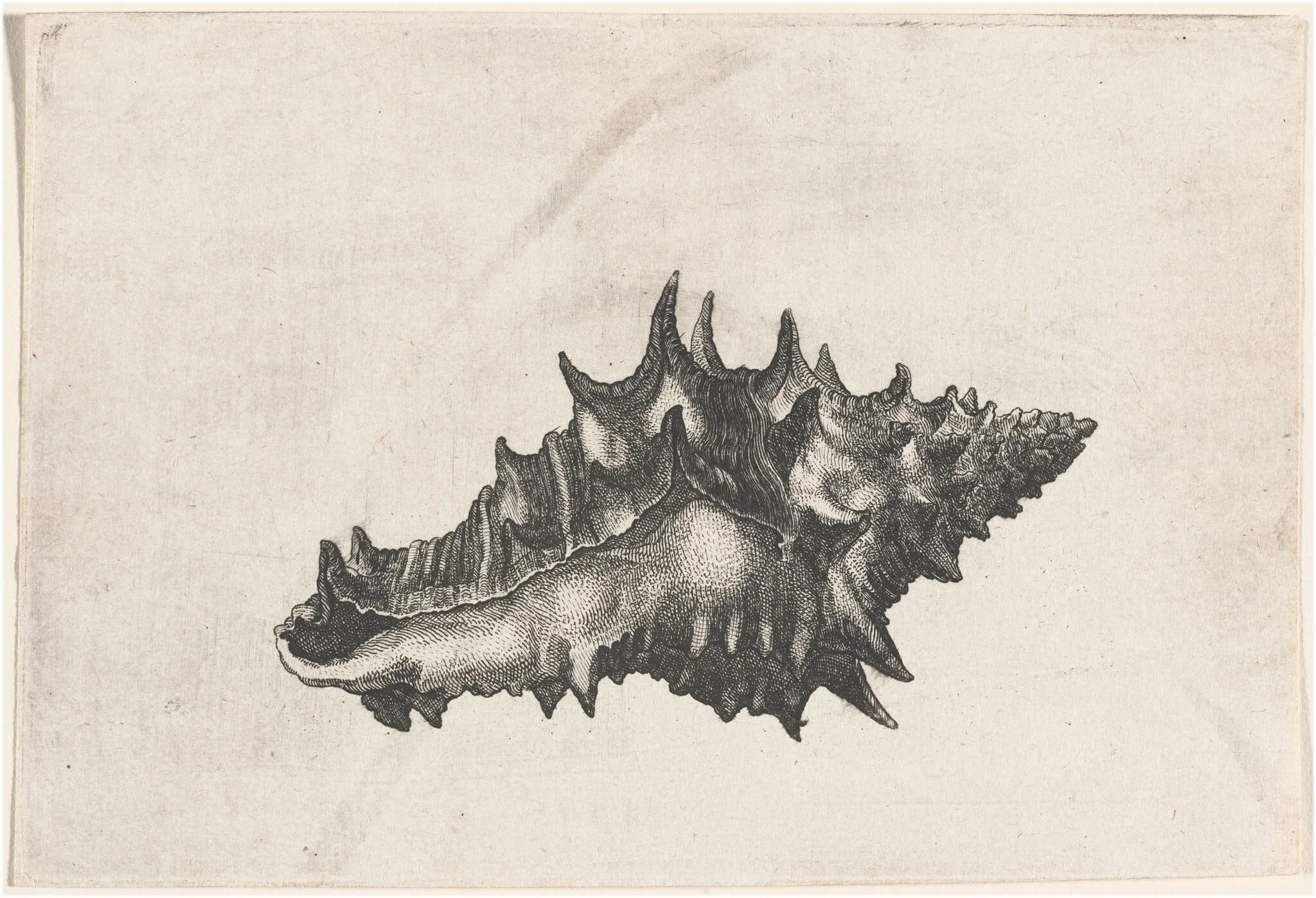 Shell (Vasum ceramicum), by Wenceslaus Hollar, ink, 1645