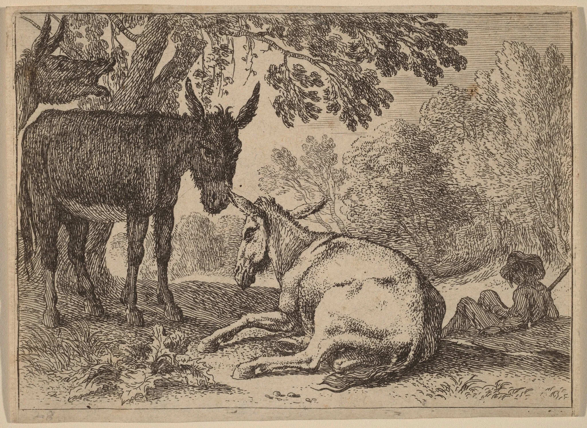 Donkeys, by Herman van Swanevelt, ink, 1628