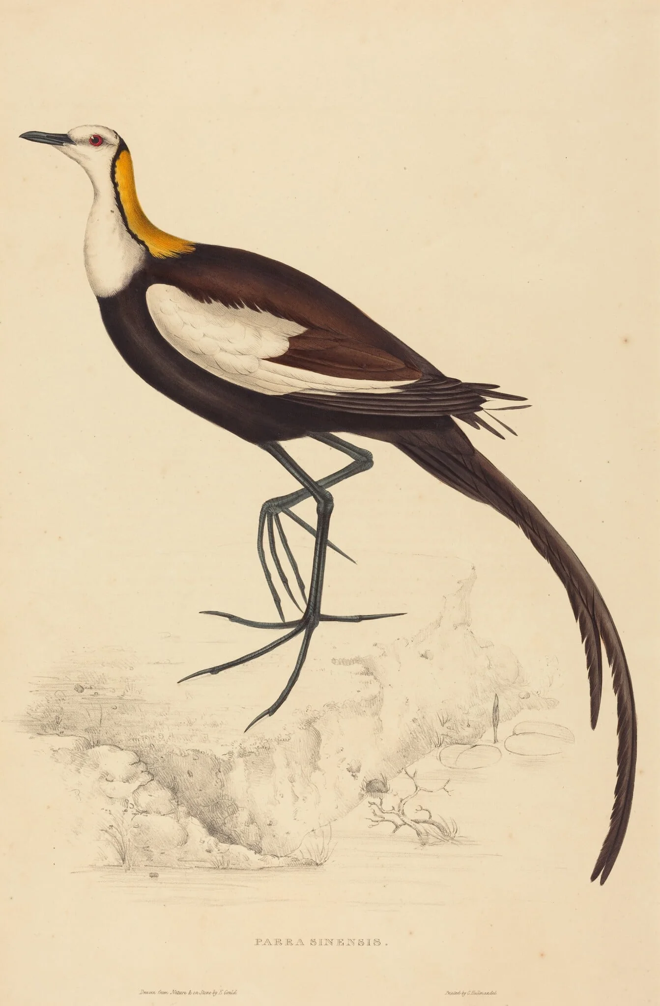 Parra Sinensis (Pheasant-Tailed Jacana)