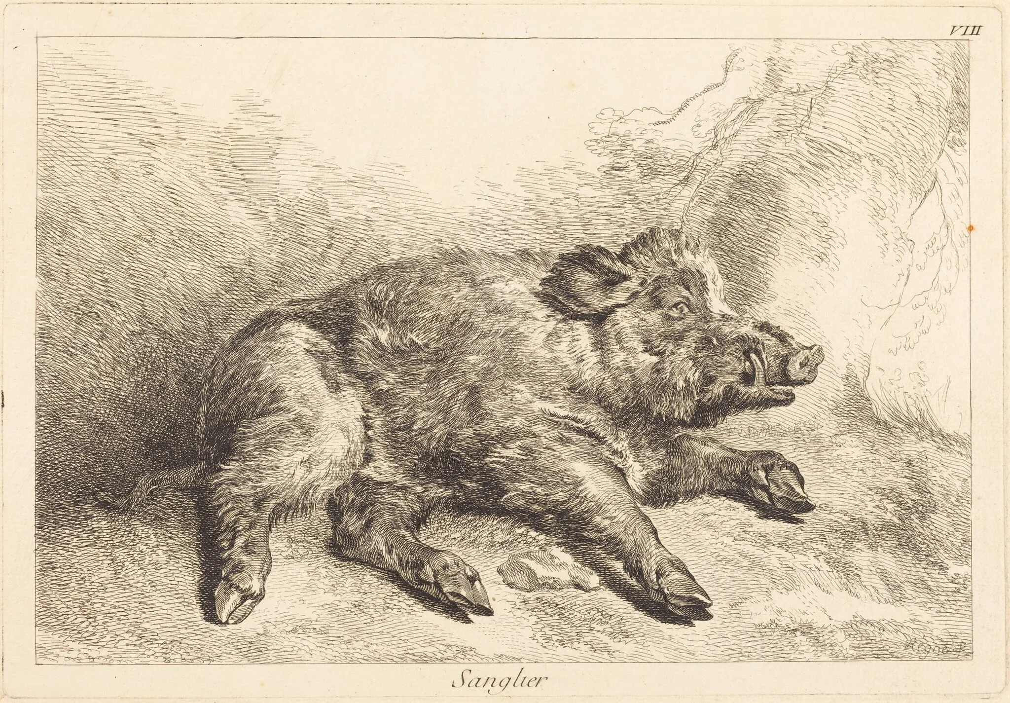 Sanglier (Wild Boar Lying Down, Head to the Right), by Jacques-Philippe Le Bas, ink, 1745