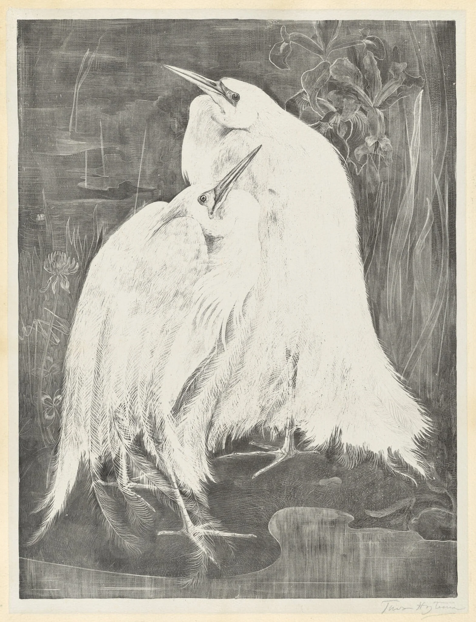 Two White Egrets
