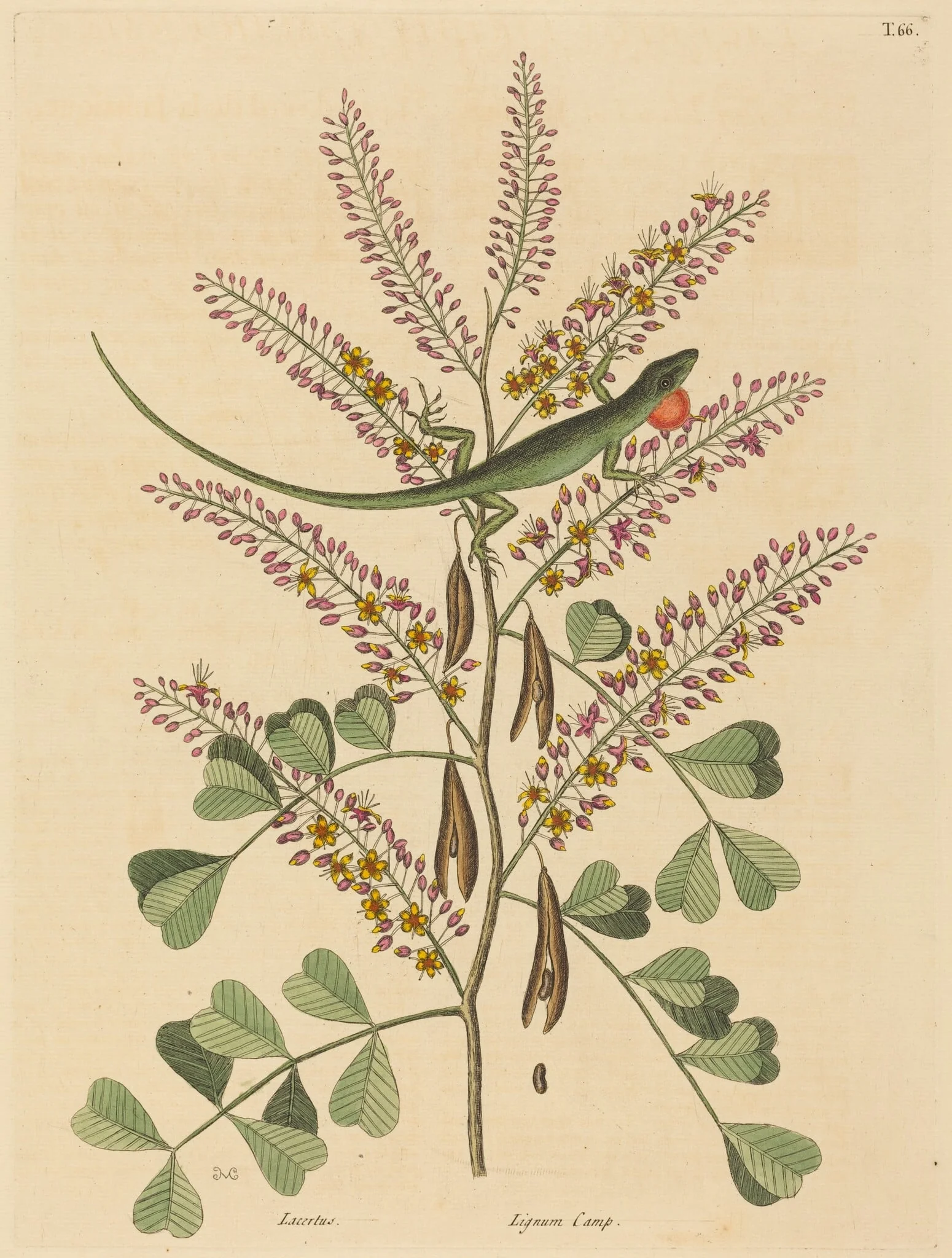 The Green Lizard of Jamaica (Lacerta bullaris), by Mark Catesby, ink, 1737