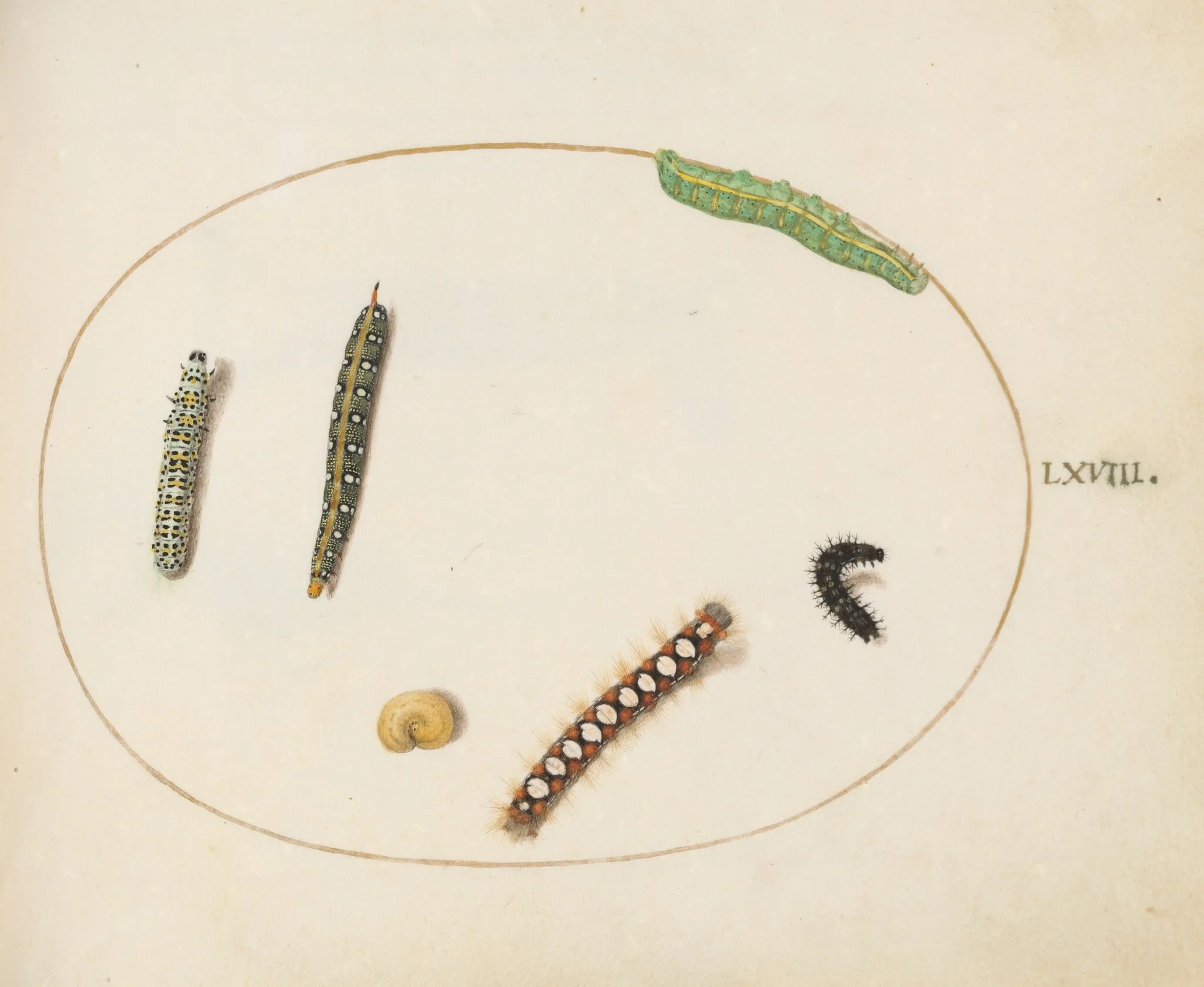 Plate 68: Leafy Spurge Hawkmoth Caterpillar, Mullein Moth Caterpillar, and Other Caterpillars, by Joris Hoefnagel, gouache, 1594