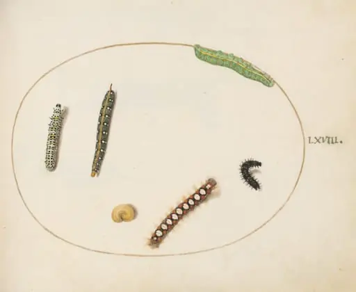 Plate 68: Leafy Spurge Hawkmoth Caterpillar, Mullein Moth Caterpillar, and Other Caterpillars