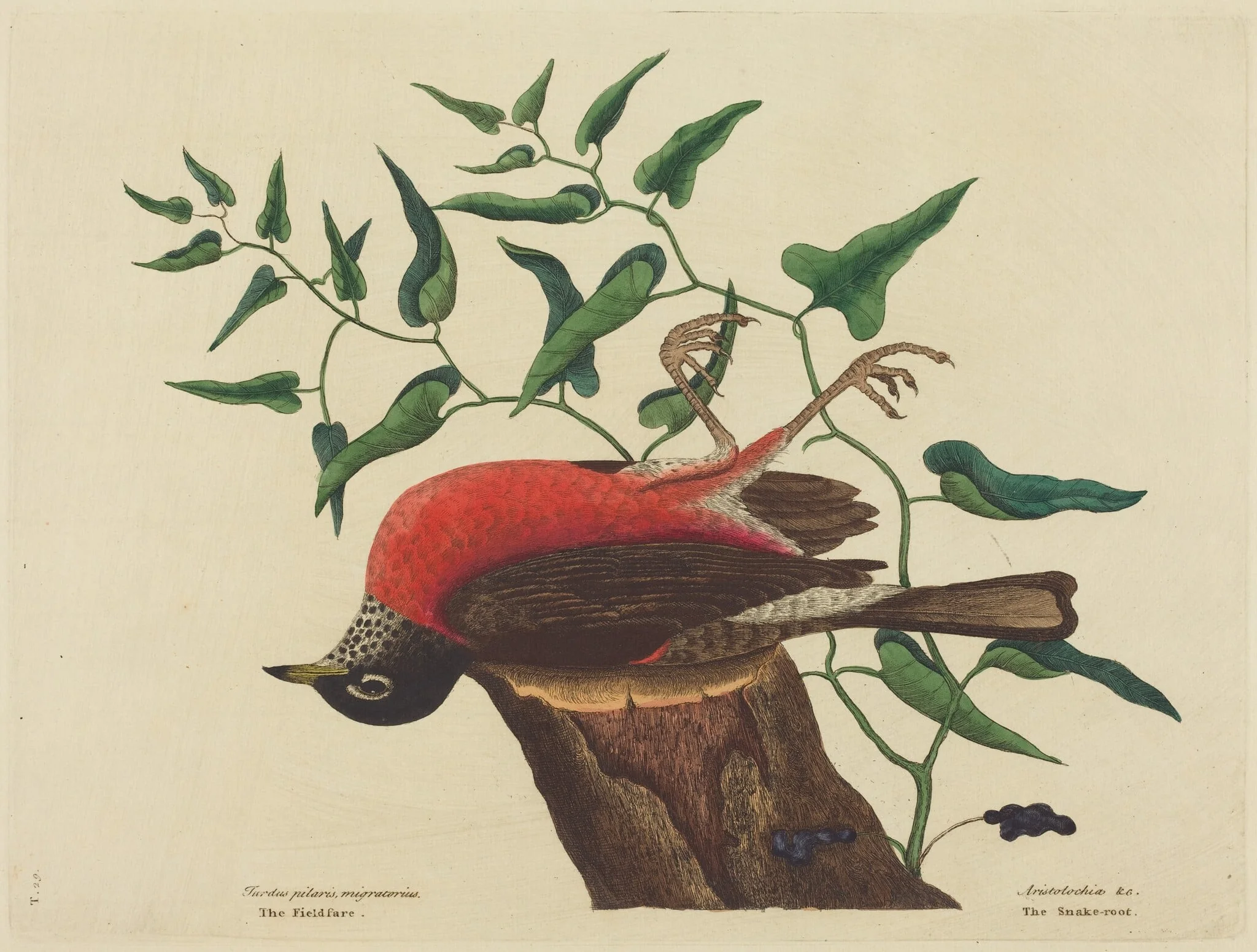 The Fieldfare of Carolina (Turdus migratorius), by Mark Catesby, ink, 1737