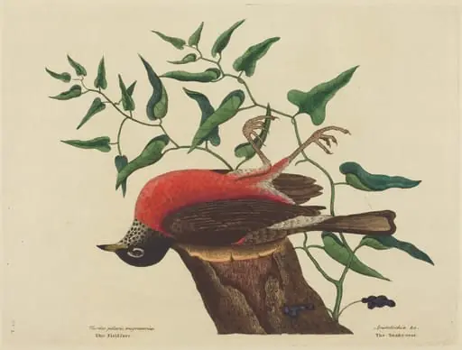 The Fieldfare of Carolina (Turdus migratorius)