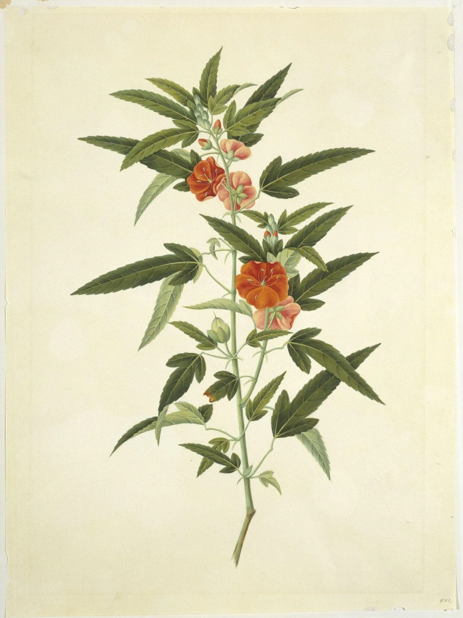 Scarlet Pentapetes, by Unknown, paint, 1818