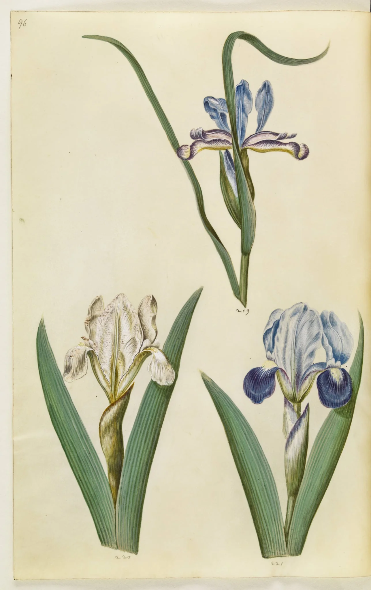 Iris graminea (græsbladet iris); Iris lutescens eller Iris pumila (?) (dværg-iris eller lav iris), by Unknown, unspecified, 1650