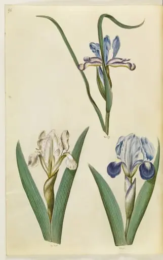 Iris graminea (græsbladet iris); Iris lutescens eller Iris pumila (?) (dværg-iris eller lav iris)