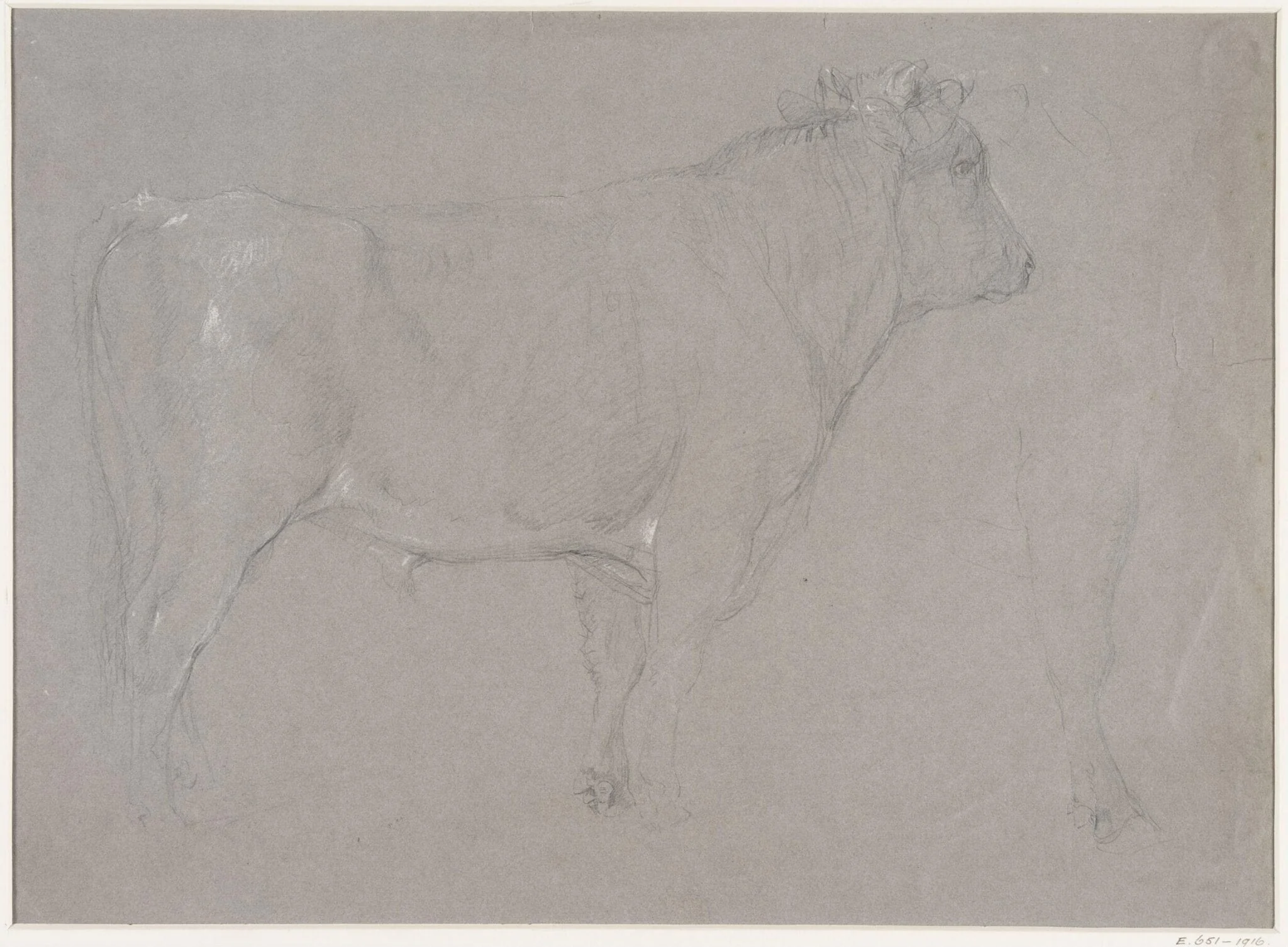 Study of a bull