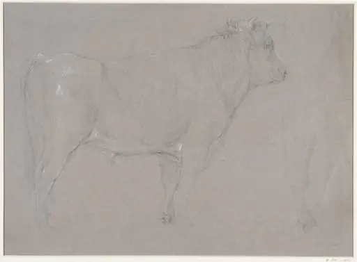 Study of a bull
