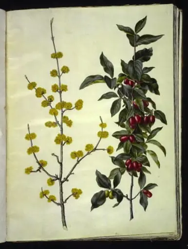 Cornus mas (kirsebær-kornel)
