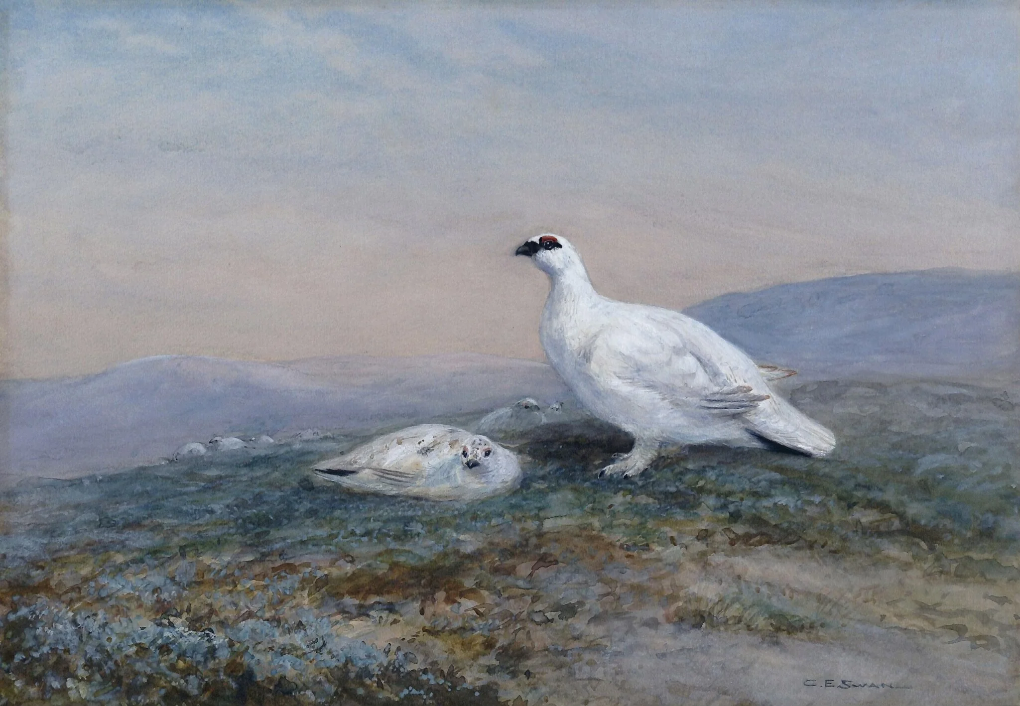 Ptarmigan, by Charles Edward Swan, watercolor, 1890