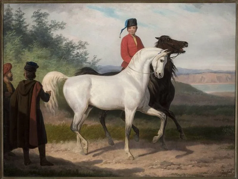 Purchase of an Arab horse