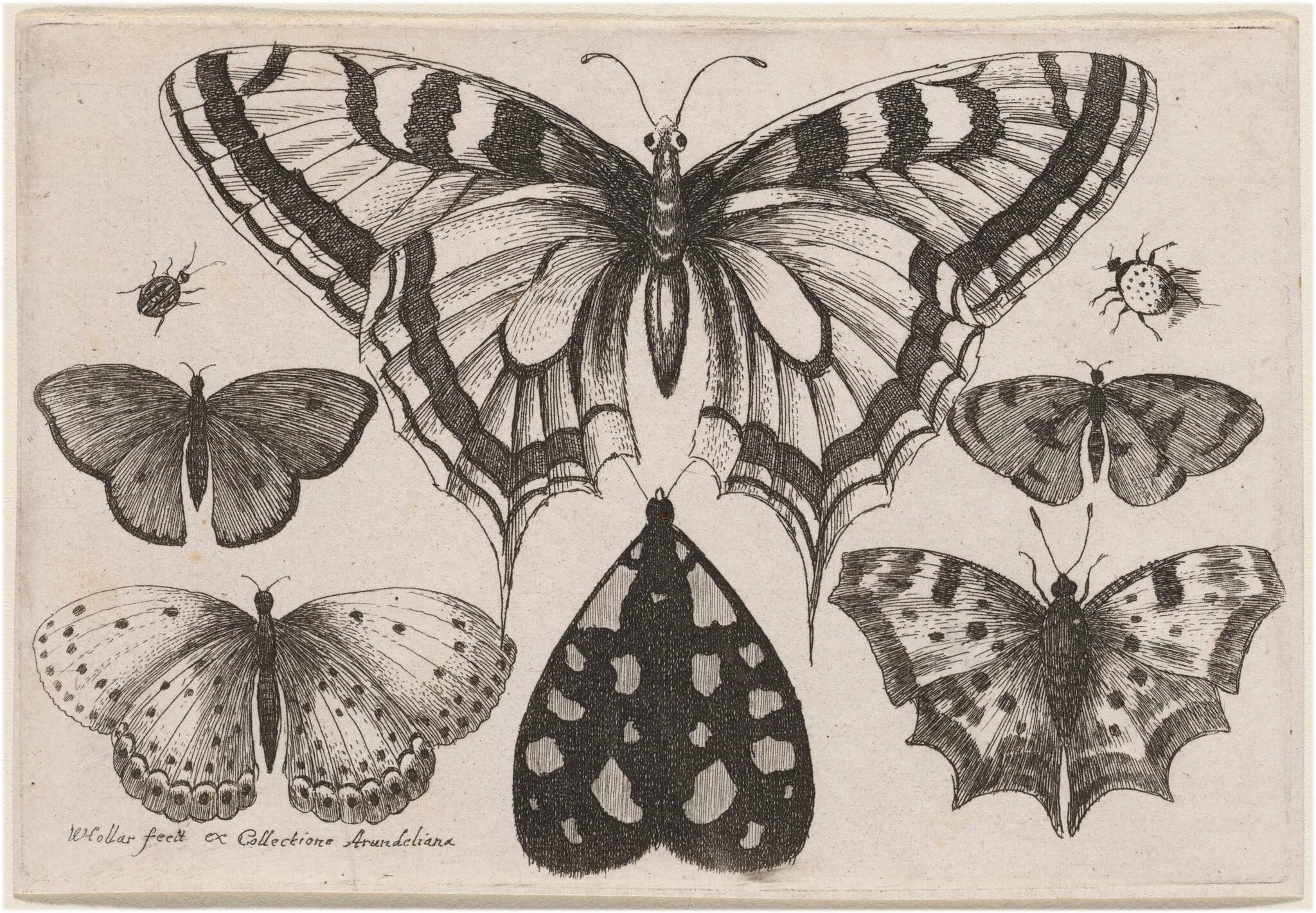 Five Butterflies, a Moth, a Beetle, and a Spider, by Wenceslaus Hollar, ink, 1646