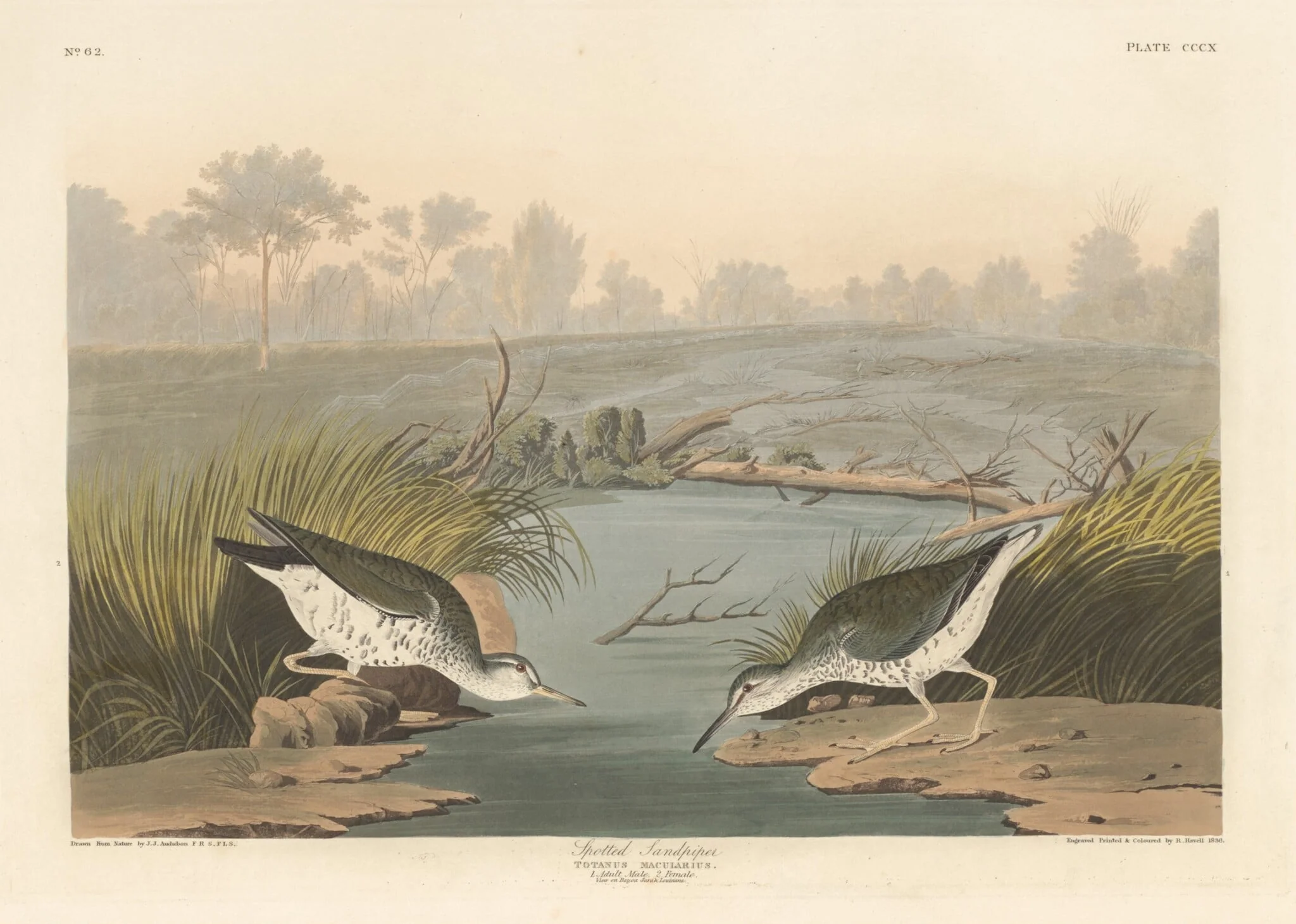 Spotted Sandpiper, by Robert Havell Jr., ink, 1836
