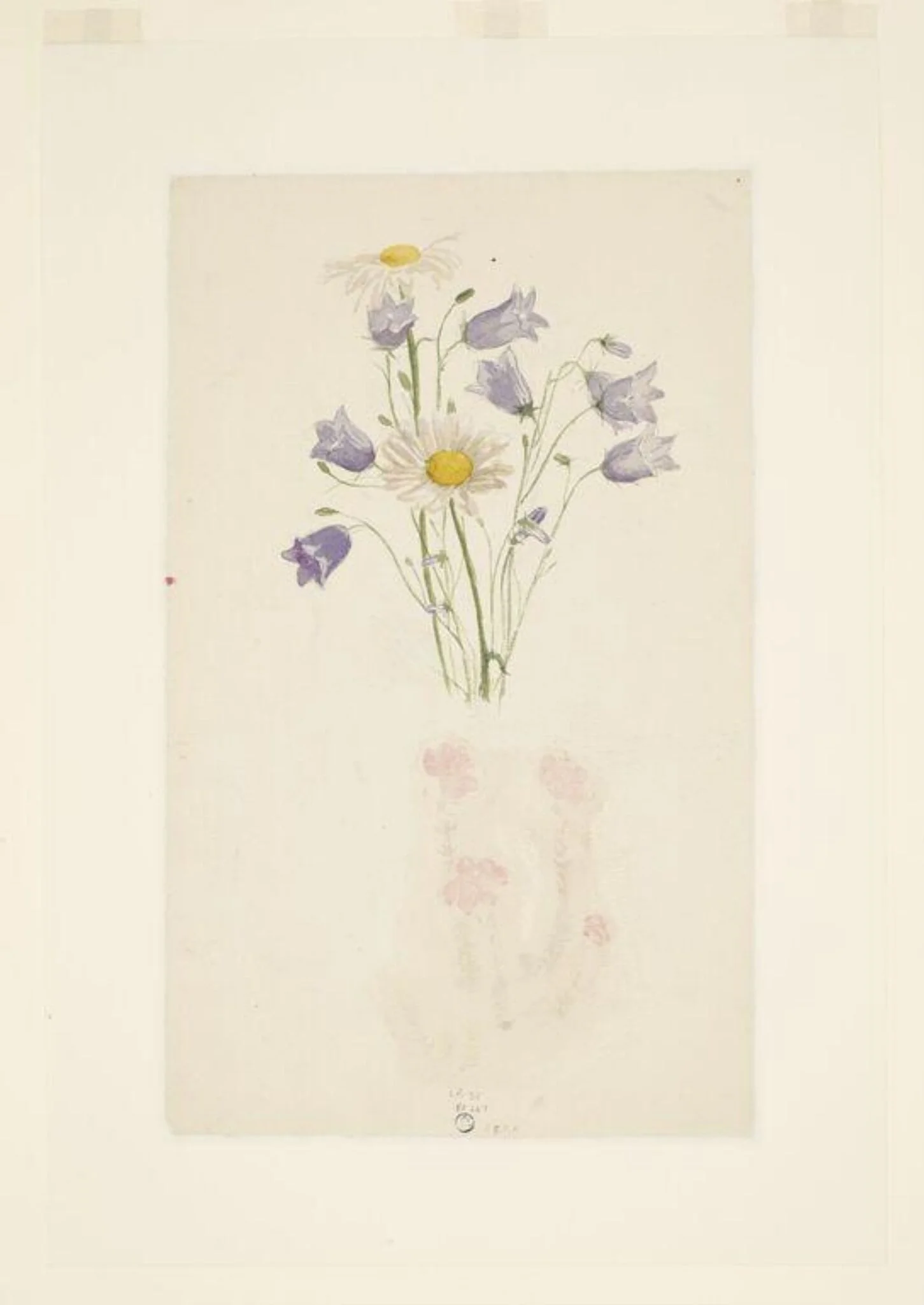 Study of harebells and marguerites, by Beatrix Potter, watercolor, 5
