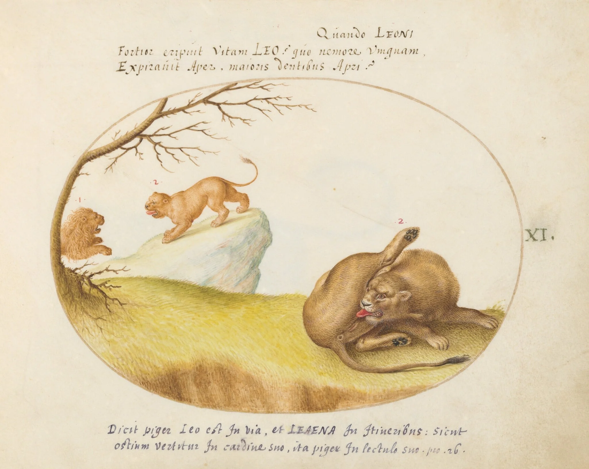 Plate 11: A Lioness with Two Lions in the Background, by Joris Hoefnagel, gouache, 1594
