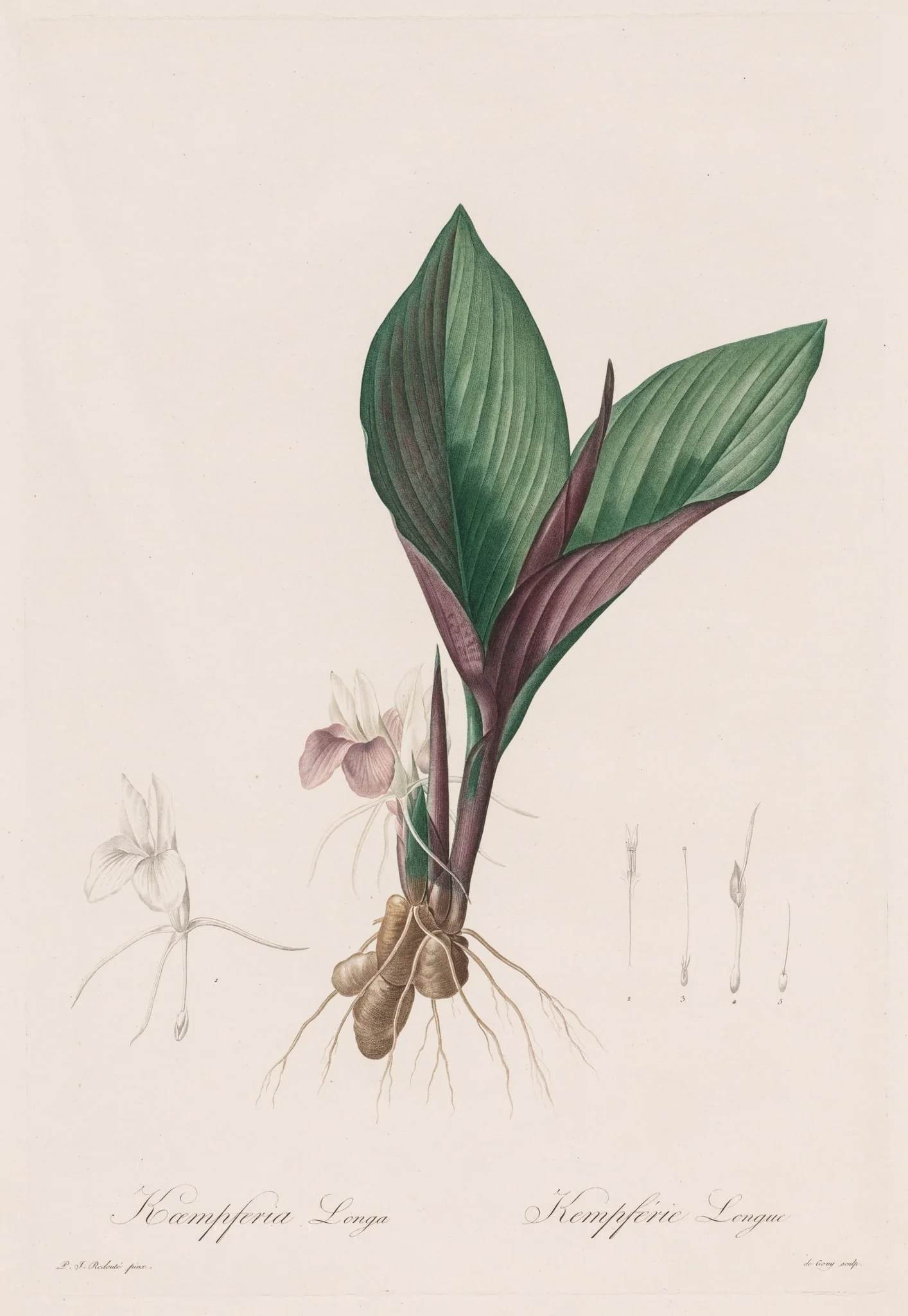 Les Liliacées:  Kaempferia longa, by Pierre Joseph Redouté, 1809