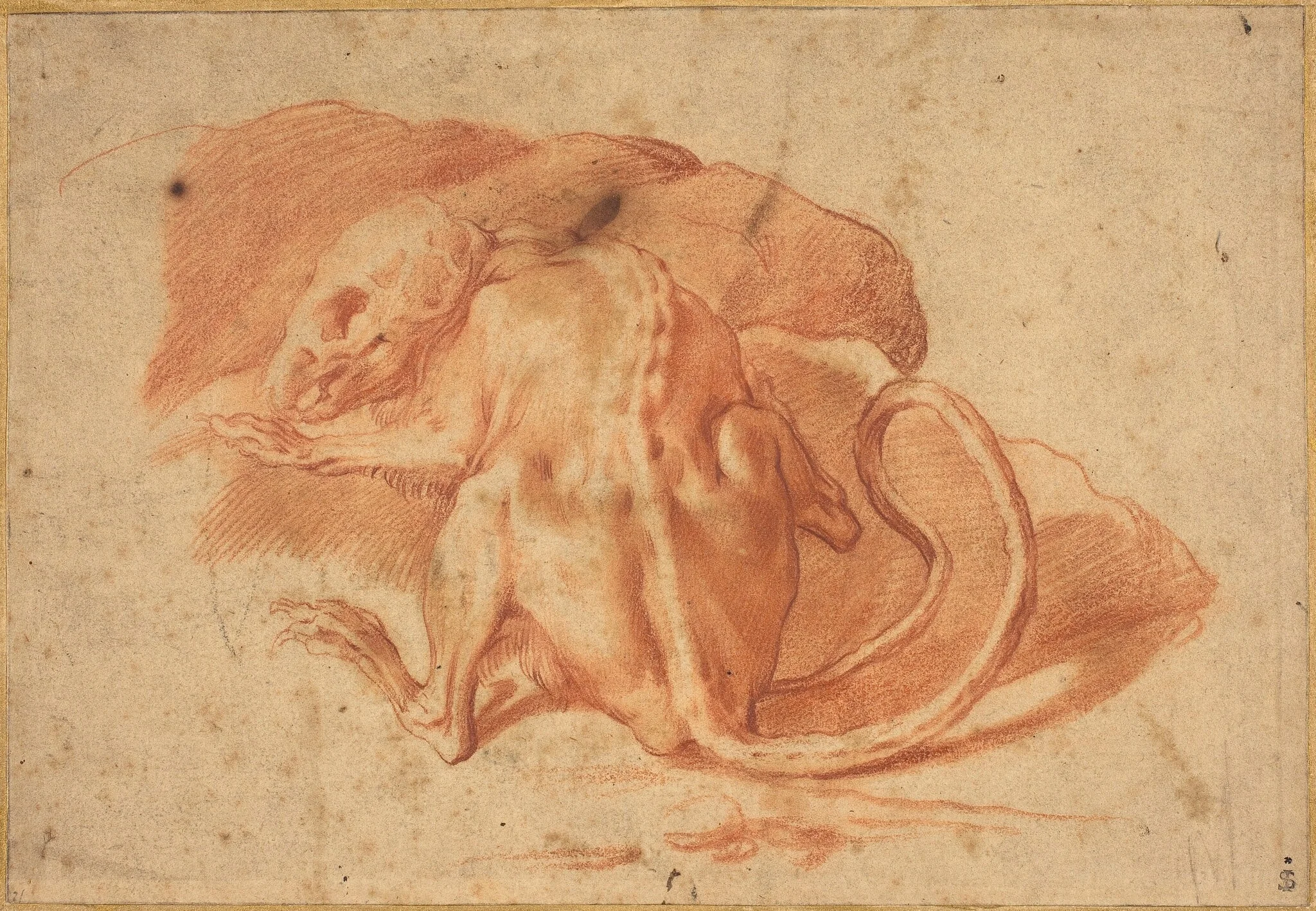 A Partially Skinned Rat, by Italian 16th/17th Century, chalk, 1605