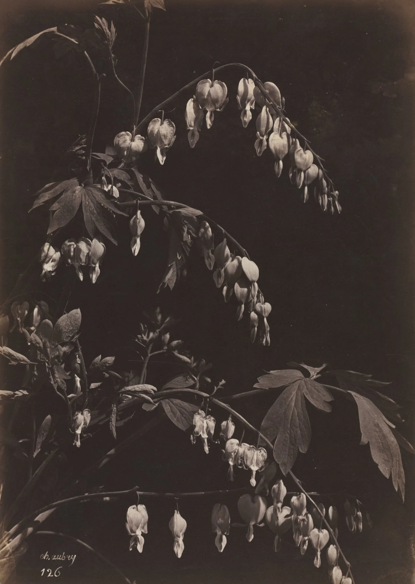 Floral Still Life (Bleeding Hearts), by Charles Aubry, 1865