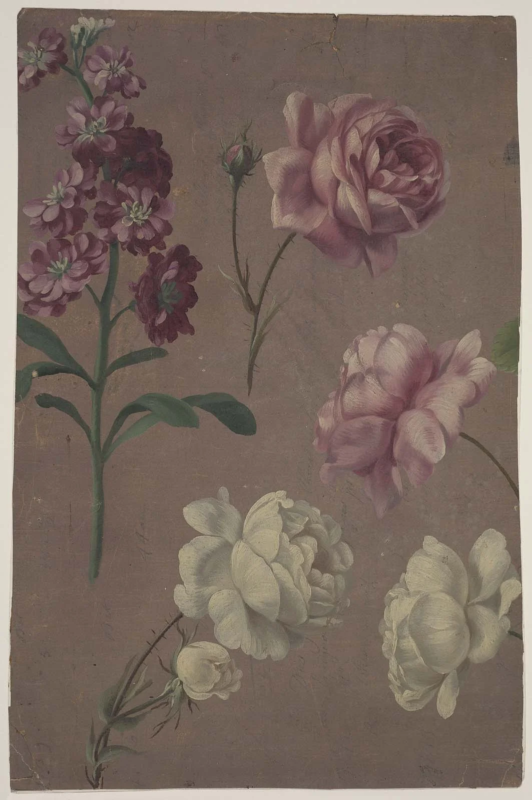 Studies of Roses and other Flowers