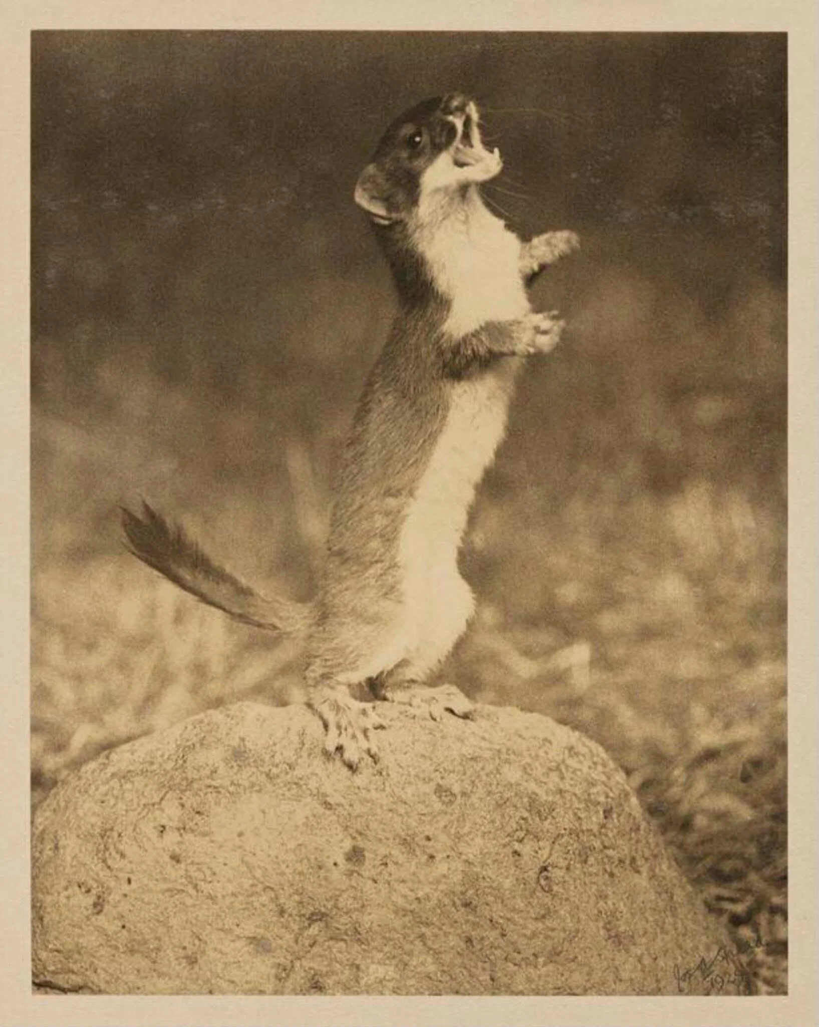 Stoat