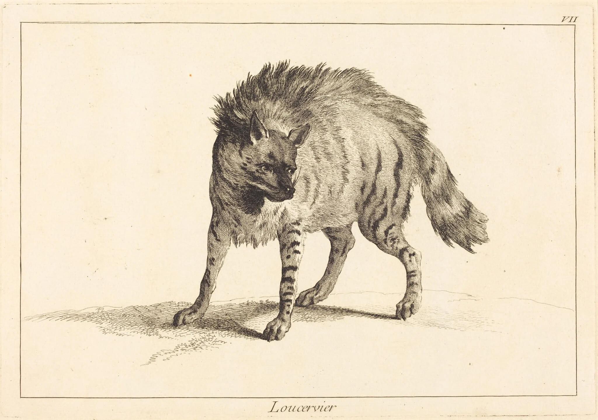 Loucervier (Hyena), by Jean Eric Rehn, ink, 1745