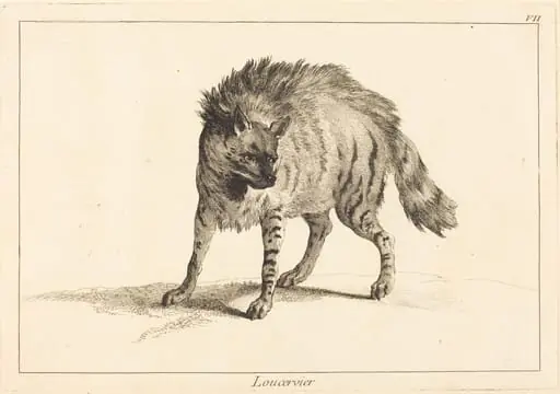 Loucervier (Hyena)
