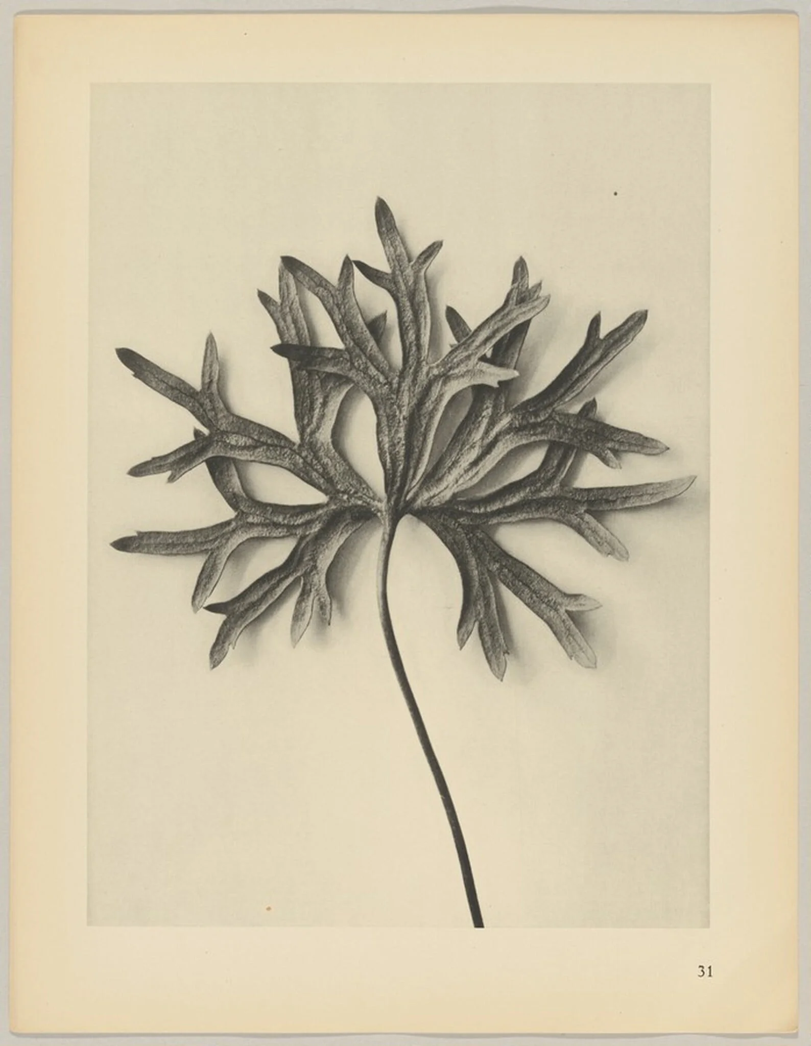 Aconiyum anthora, by Karl Blossfeldt, 1928