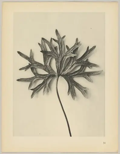 Aconiyum anthora