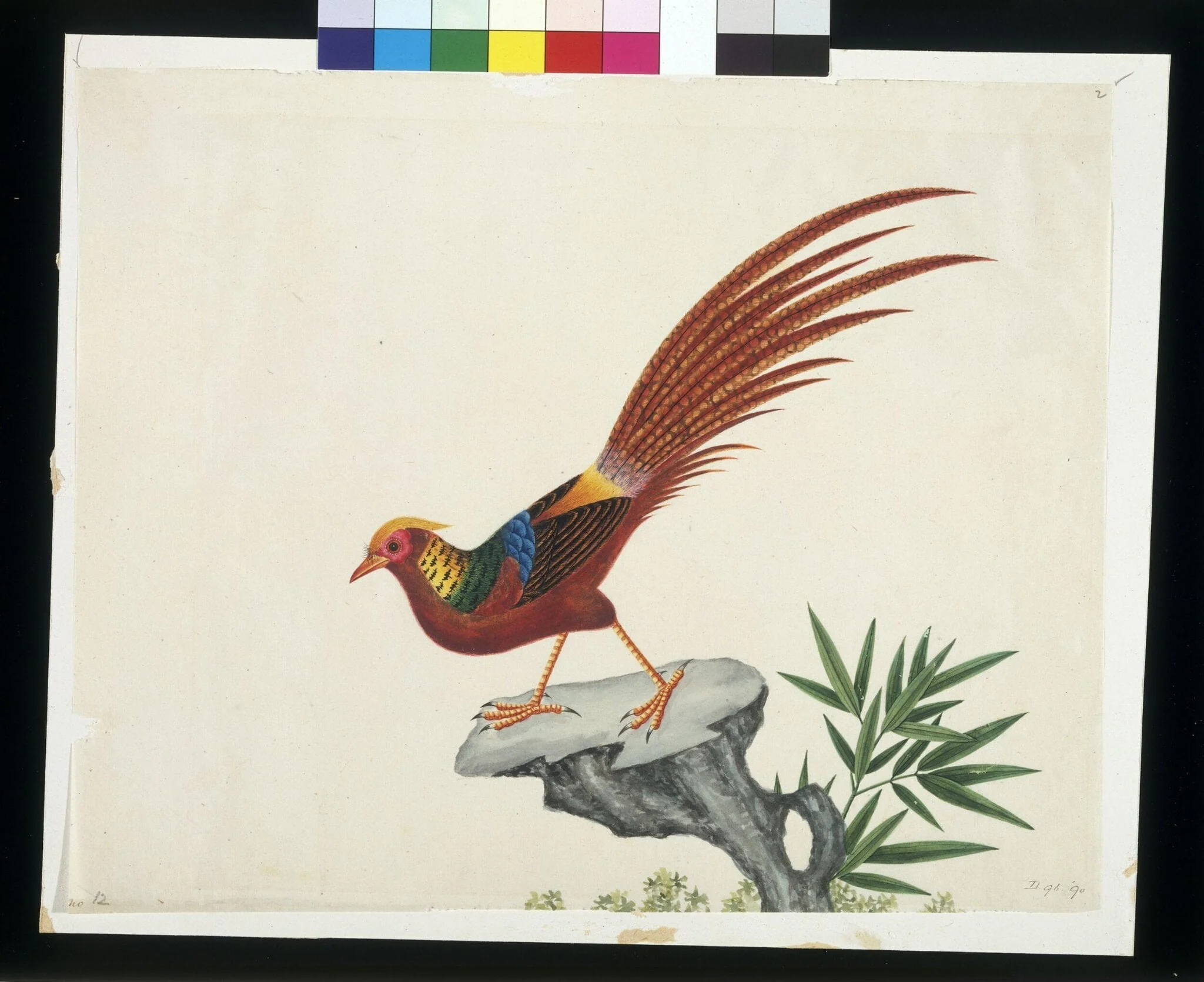 Golden pheasant, by Unknown, paint, 1800