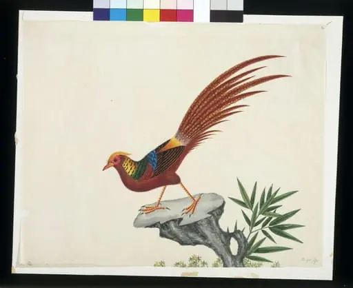 Golden pheasant