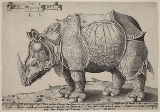 Rhinoceros