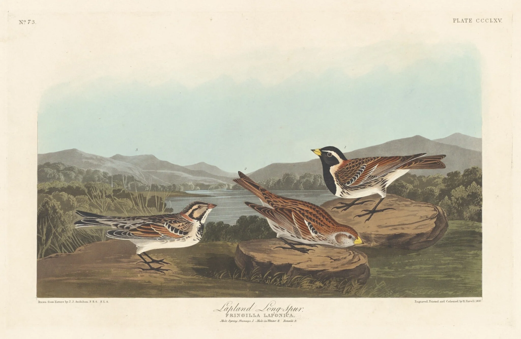 Lapland Longspur, by Robert Havell Jr., ink, 1837