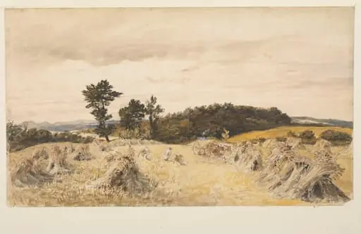 A Harvest Field
