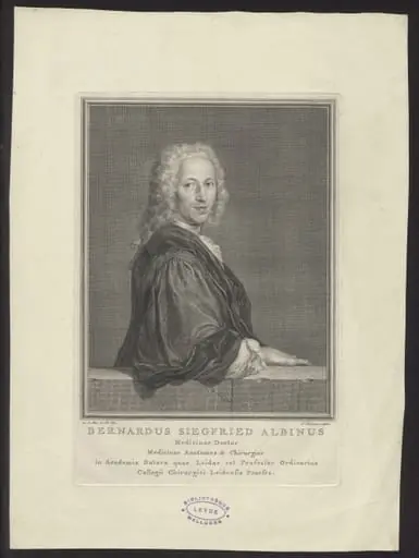 Portrait of Bernardus Siegfried Albinus, doctor of medicine at Leiden
