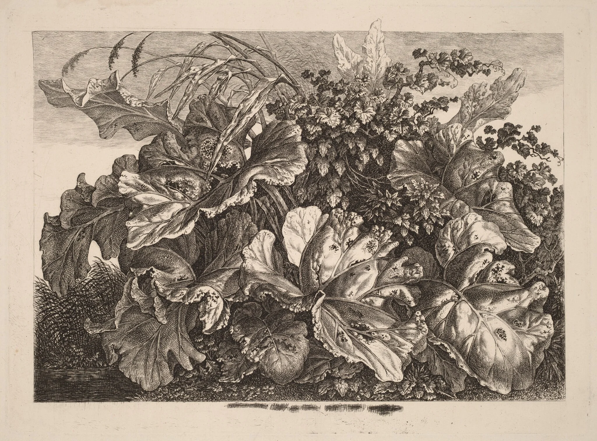 Foliage Study with Reed and Hops, by Carl Wilhelm Kolbe, ink, 1827